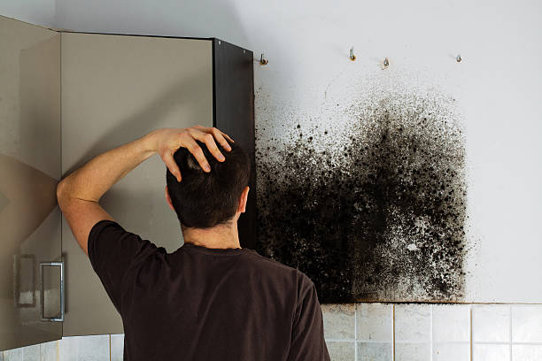 Why You Should Choose Our Mold Remediation Services in Zephyrhills, FL